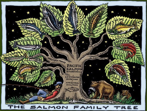 Salmon Family Tree T-Shirt (Maroon, Mens Cut)